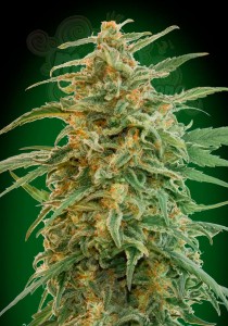 00 SEEDS BANK - Auto Gorilla