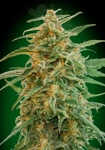 00 SEEDS BANK - Auto Gorilla