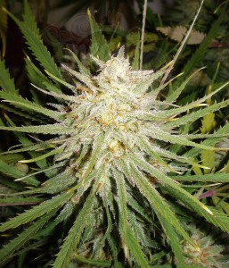 Female Seeds - C99
