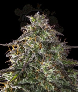 Female Seeds - Auto Blueberry Cheesecake