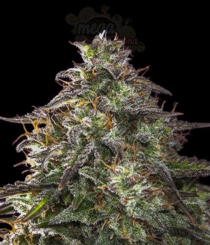 Female Seeds - Auto Blueberry Cheesecake