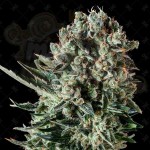 GENOFARM - Farm Cheese
