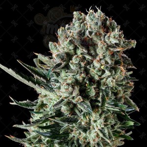 GENOFARM - Farm Cheese