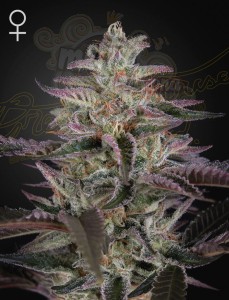 Green House Seeds - Banana Krumble