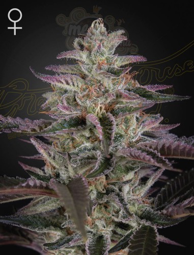 Green House Seeds - Banana Krumble