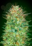 00 SEEDS BANK - Auto Sweet Critical