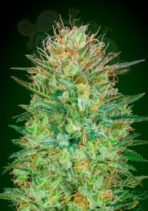 00 SEEDS BANK - Auto Sweet Critical