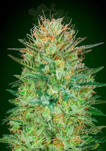 00 SEEDS BANK - Auto Sweet Critical