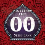 00 SEEDS BANK - Blueberry Fast