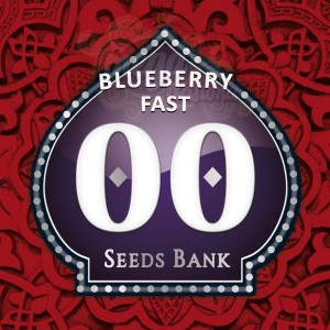 00 SEEDS BANK - Blueberry Fast