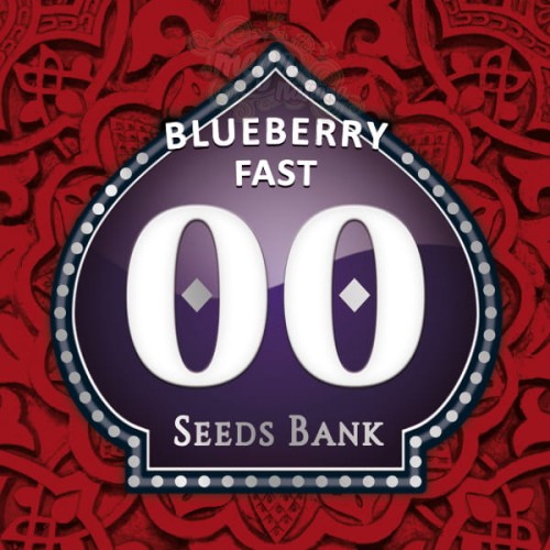 00 SEEDS BANK - Blueberry Fast