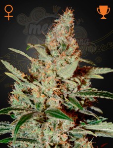 Green House Seeds - Chemdog