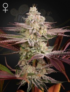 Green House Seeds - Chemical Bride
