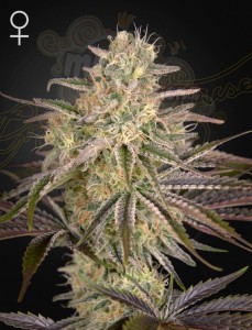 Green House Seeds - Cloud Walker