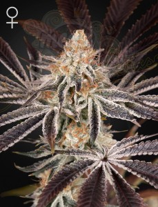 Green House Seeds - Dark Phoenix