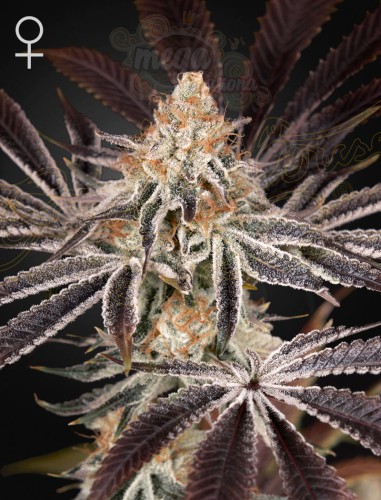 Green House Seeds - Dark Phoenix