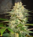 WORLD OF SEEDS - Afghan Kush Ryder Auto