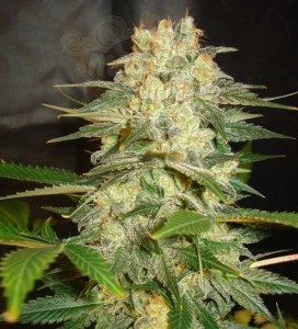WORLD OF SEEDS - Afghan Kush Ryder Auto
