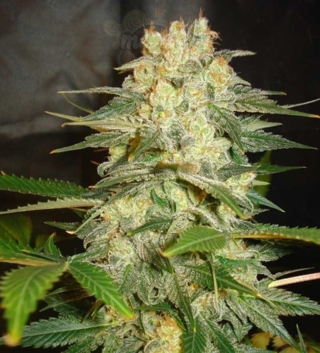 WORLD OF SEEDS - Afghan Kush Ryder Auto