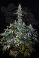DINAFEM - Early Amnesia CBD