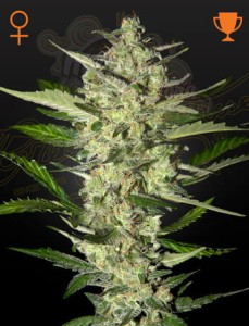 STRAIN HUNTERS - Flower Bomb Kush