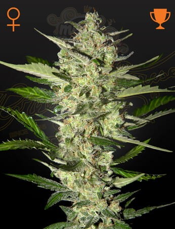 STRAIN HUNTERS - Flower Bomb Kush