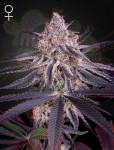Green House Seeds - King's Juice