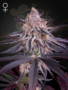 Green House Seeds - King's Juice