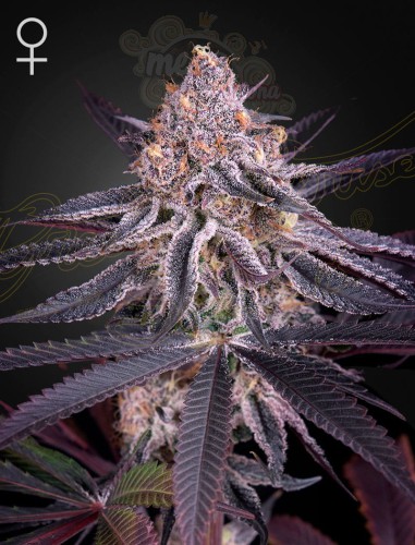 Green House Seeds - King's Juice