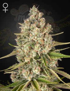 Green House Seeds - Lost Pearl