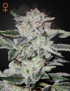 Green House Seeds - Sweet Valley Kush