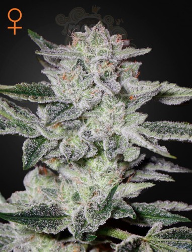 Green House Seeds - Sweet Valley Kush