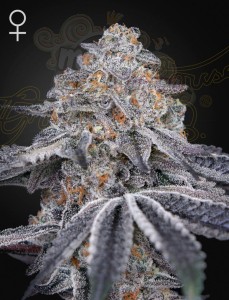 Green House Seeds - Velvet Moon