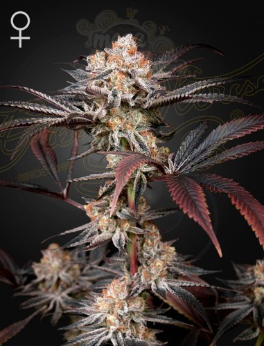 Green House Seeds - Wonder Pie