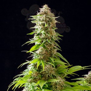 Kannabia Seed - Cookies Haze
