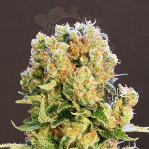 Kannabia Seed - Diesel Glue