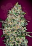 00 SEEDS BANK - Bubble Gum Fast