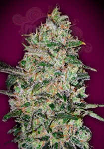00 SEEDS BANK - Bubble Gum Fast