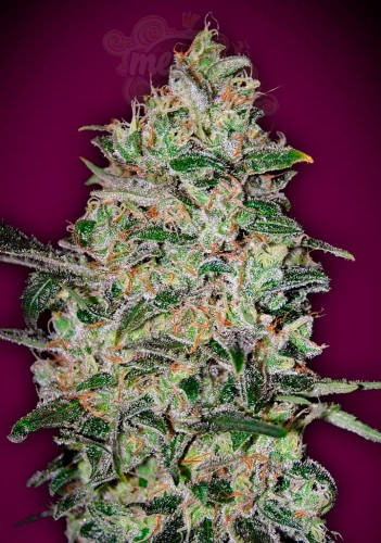 00 SEEDS BANK - Bubble Gum Fast