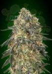 00 SEEDS BANK - Gorilla Fast