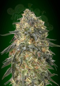 00 SEEDS BANK - Gorilla Fast