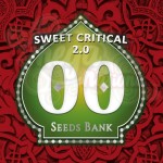 00 SEEDS BANK - Sweet Critical 2.0