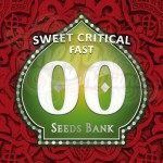 00 SEEDS BANK - Sweet Critical Fast