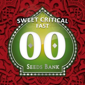 00 SEEDS BANK - Sweet Critical Fast