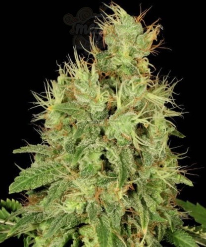 Chronic Auto