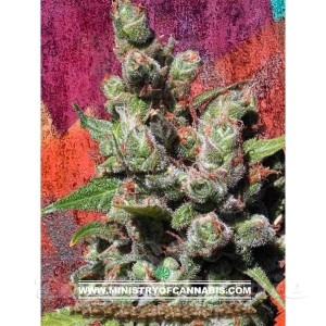 MINISTRY OF CANNABIS - Mandalay