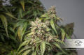 DUTCH PASSION - CBD Charlotte’s Angel ®
