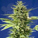 POSITRONICS - Jack Diesel Express