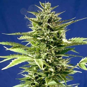 POSITRONICS - Jack Diesel Express