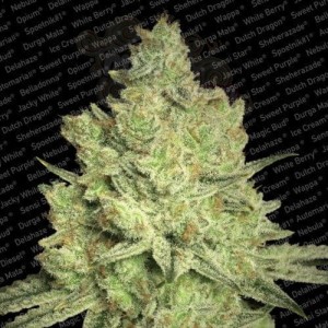 PARADISE SEEDS - Jacky White